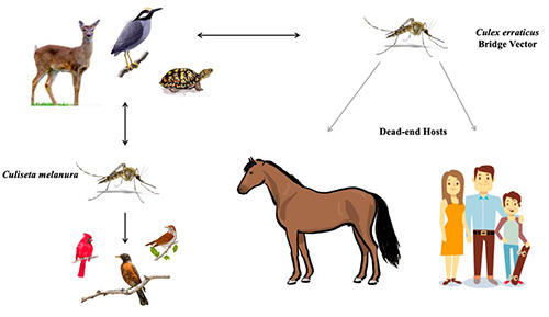 Figure 10. Hypothetical transmission of eastern equine encephalitis virus with Culex erraticus as a bridge vector. Graphic by Mary Nordgulen, University of Florida.