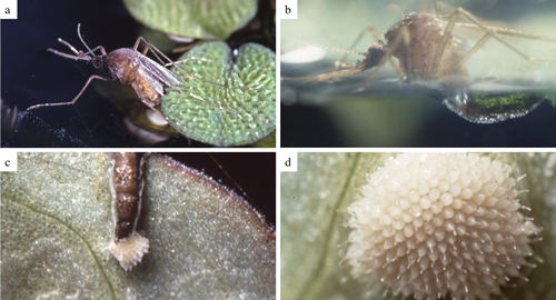 Female oviposition sequence (a- c) and compact egg mass (d) glued to the undersurface of ﬂoating vegetation. Photographs show a female sitting on the edge of a partially submerged leaf and extending her abdomen to the underwater portion of the leaf where she will attach her eggs (a). An air bubble (plastron) is transferred from the abdomen of the ovipositing female to surround the growing egg mass (b). The eggs are white as they are laid (c) and arranged as a rosette (d). Photographs by Phillip Lounibos, University of Florida.