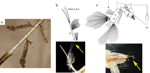 Figure 3. a. Mansonia titillans (Walker) larvae, showing modified larval siphon. b. Antenna illustration and photograph, detailing the setae 2,3-A. The antenna is labelled A in the illustration. The yellow arrow points to setae 2,3-A in the photograph. c. Illustration and photograph of the posterior end of a larva. In the illustration, an arrow points to the precratal setae on abdominal segment X, which is labelled with X. Also, the detail of an individual comb scale labelled with CS is shown in the illustration. In the photograph, a yellow arrow points to the sclerotized siphon that is able to pierce plant tissue. Illustrations published in Carpenter and LaCasse (1955), larvae photograph by Nathan Burkett-Cadena, and antenna and siphon photographs by Michele Cutwa, University of Florida