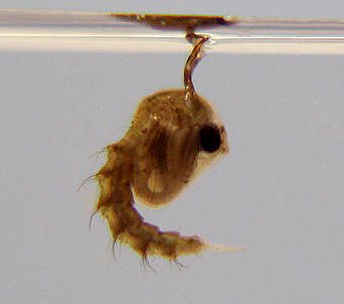 Figure 4. Mansonia dyari (Belkin, Heinemann, and Page) pupa (lateral view). Photograph by Michele Cutwa, University of Florida.