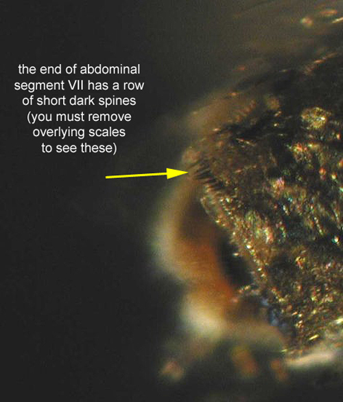 Figure 9. Mansonia titillans (Walker) adult female abdominal segment VII. Photographs by Michele Cutwa, Florida Medical Entomology.