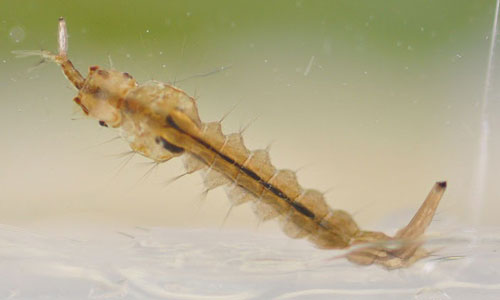 Psorophora ciliata eating a mosquito larva