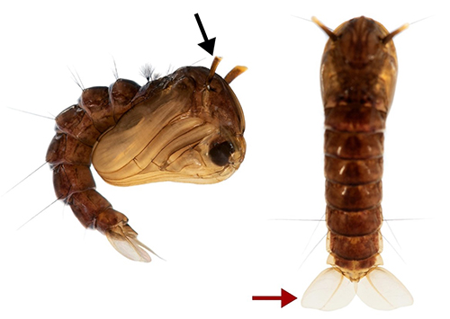 Figure 7. Lateral (left) and dorsal (right) views of a mosquito (Toxorhynchites rutilus (Dyar and Knab)) pupa illustrating the respiratory trumpets (black arrow) on the cephalothorax and paddles at the end of the abdomen (red arrow). Note that the pupae in this figure are not Uranotaenia sapphirina but are intended to illustrate basic pupal morphology of mosquitoes. Credit: Lawrence Reeves, UF/IFAS.