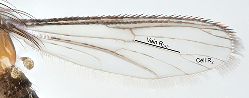 Figure 1. Adult Uranotaenia lowii Theobald wing, illustrating cell R2 and vein R2+3. Credit: Lawrence Reeves, UF/IFAS.