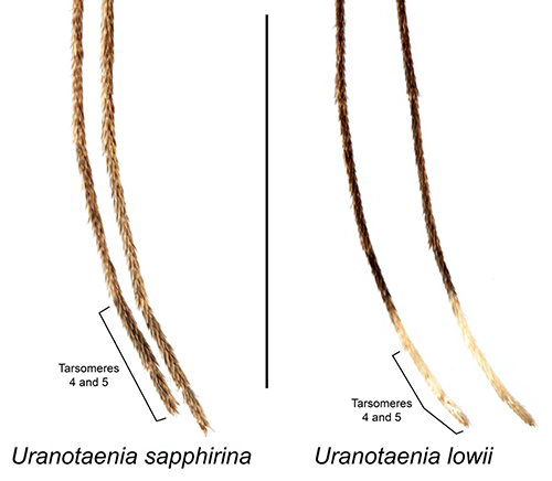 Figure 3. Hind tarsi of adult Uranotaenia sapphirina Osten Sacken and Uranotaenia lowii Theobald. Tarsomeres 4 and 5 of the hind legs are entirely dark scaled in Uranotaenia sapphirina, while in Uranotaenia lowii tarsomeres 4 and 5 are entirely pale scaled. Credit: Lawrence Reeves, UF/IFAS.