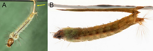 Figure 5. Larva of Uranotaenia sapphirina Osten Sacken (A) with arrow pointing to siphon. Credit: Nathan Burkett-Cadena, UF/IFAS. Compare with larva of Anopheles crucians Wiedemann (B). Both Uranotaenia and Anopheles species larvae may rest nearly parallel to the surface of the water, but the genera can be distinguished by the presence of a siphon (yellow arrow) in Uranotaenia larvae, and the absence of this structure in Anopheles species larvae. Credit: Lawrence Reeves, UF/IFAS.