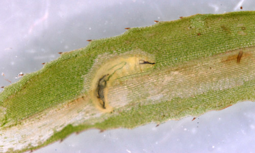 Larva of hydrilla leaf mining fly, Hydrellia spp.