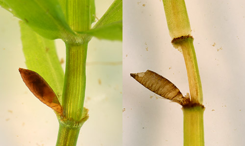 Puparium of hydrilla leaf mining fly, Hydrellia spp, left photo puparium containing pupa and right photo empty puparium.