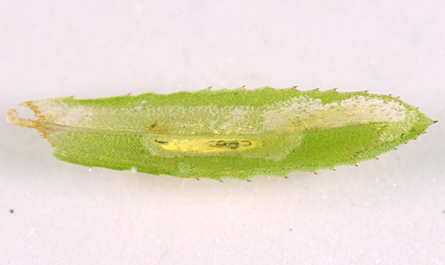 Damage to a hydrilla leaf caused by larvae of hydrilla leaf mining fly, Hydrellia spp.