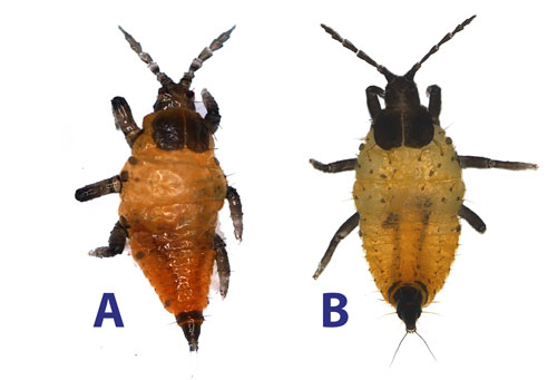Larvae of Brazilian peppertree thrips, Pseudophilothrips ichini Hood. A: first larval stage and, B: second larval stage. Photograph by Nick Silverson, USDA-ARS.