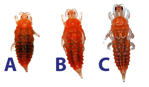 Pupal instars of Brazilian peppertree thrips, Pseudophilothrips ichini Hood. A: pre-pupal stage, B: first pupal stage, and C: second pupal stage. Photograph by Nick Silverson, USDA-ARS.