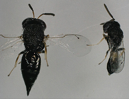 Figure 1. Adult Catolaccus hunteri. Left: Female. Right: Male. Photograph by Garima Garima and Victoria Adeleye, Vegetable Entomology Lab, Tropical Research and Education Center, University of Florida.