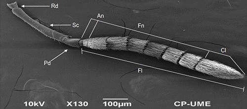 Figure 6. Geniculate antenna of Catolaccus hunteri male with radicle (Rd), scape (Sc), pedicel (Pd), and flagellum (Fl). Photograph by Nadia et al. 2018, used with permission.