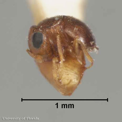 Adult female Baeus latrodecti Dozier, a parasitoid of the southern black widow, Latrodectus mactans Fabricius.