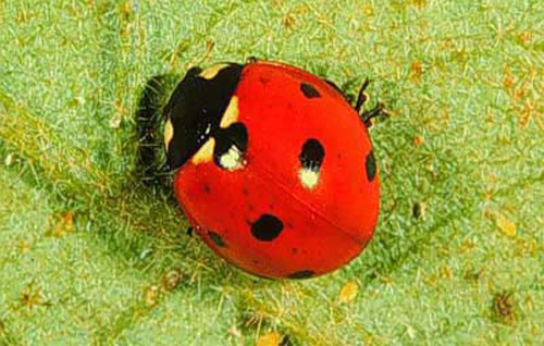 Ladybug Life Cycle, Identify Immature Lady Beetles