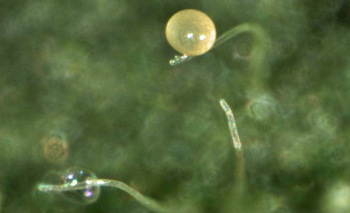 Egg of Amblyseius swirskii laid on leaf trichome; emerged (empty) egg is visible in the lower left corner. 