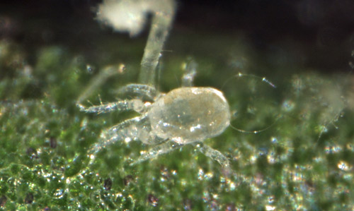 Larva of Amblyseius swirskii - note only 3 pairs of legs.