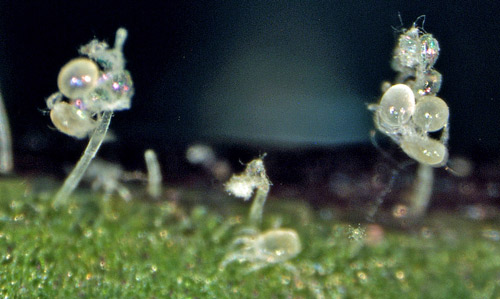 Amblyseius swirskii larvae emerging from eggs.