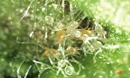 Leaf domatia of pepper plant containing different life stages of Amblyseius swirskii. Eggs are on outer trichomes and mites are inside pocket of domatia.