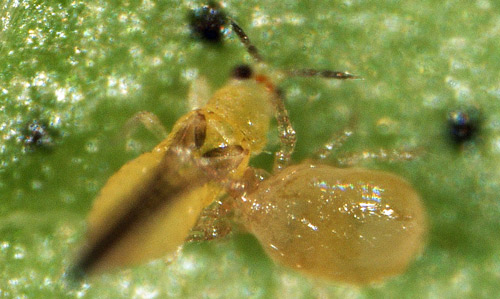 Amblyseius swirskii feeding on adult chilli thrips.