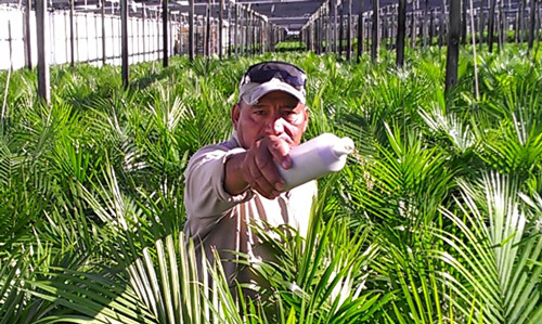Commercial preparation of predatory mitesin carrier being hand applied to ornamental palms. 