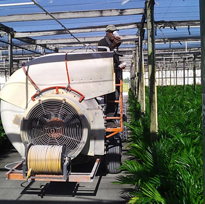 Commercial preparation of predatory mitesbeing air applied (blown) to ornamental palms.