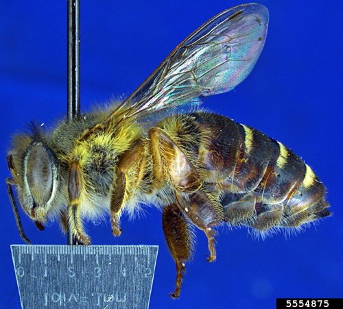 Figure 1. Adult Apis nigrocincta. Photographed by Allan Smith-Pardo, Exotic Bee ID, USDA APHIS PPQ, Bugwood.org