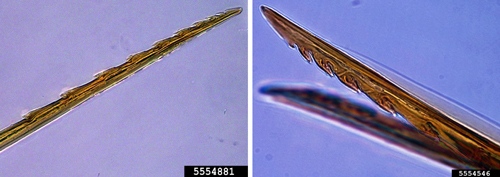 Figure 4. Apis nigrocincta stinger (left) and Apis cerana stinger (right). Photographs by Allan Smith-Pardo, Exotic Bee ID, USDA APHIS PPQ, Bugwood.org 