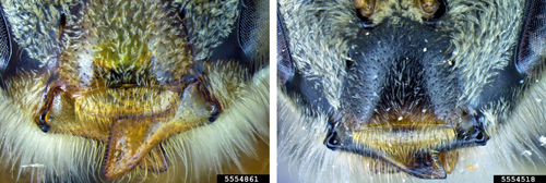 Figure 5. Adult Apis nigrocincta clypeus (left) and adult Apis cerana clypeus (right). Photographs by Allan Smith-Pardo, Exotic Bee ID, USDA APHIS PPQ, Bugwood.org