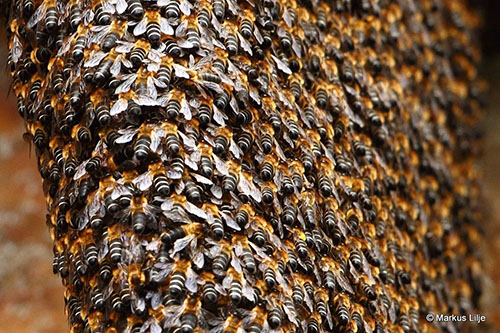 Figure 10. Overlapping layers of Apis laboriosa workers (non-reproductive females) forming a curtain on a large, single honeycomb, that hangs exposed. Located in Themnangbi, Mongar Dzongkhag, Mongar District, Bhutan at an elevation of approximately 7,382 ft (2,250 m) above sea level. Photograph by Markus Lilje https://www.inaturalist.org/observations/6899529, (CC BY-NC-ND 4.0) https://creativecommons.org/licenses/by-nc-nd/4.0/. 