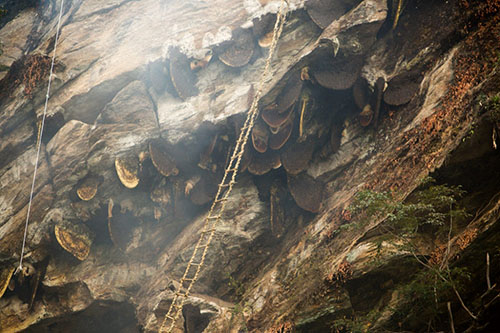 Figure 13. For Apis laboriosa nest size reference, look at the ladder next to the men in Figure 11. Photograph by © David Caprara http://www.davidcaprara.com/the-honey-hunters-of-nepal/, used with permission. 