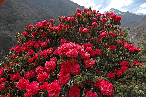 Figure 14. Rhododendron Forest in the Sagarmatha National Park, Himalaya, Nepal. Apis laboriosa workers visit rhododendron flowers during the spring to create what is known as mad honey. Photograph by Peter Prokosch https://www.grida.no/resources/1598, (CC BY-NC-SA 2.0) https://creativecommons.org/licenses/by-nc-sa/2.0/. 
