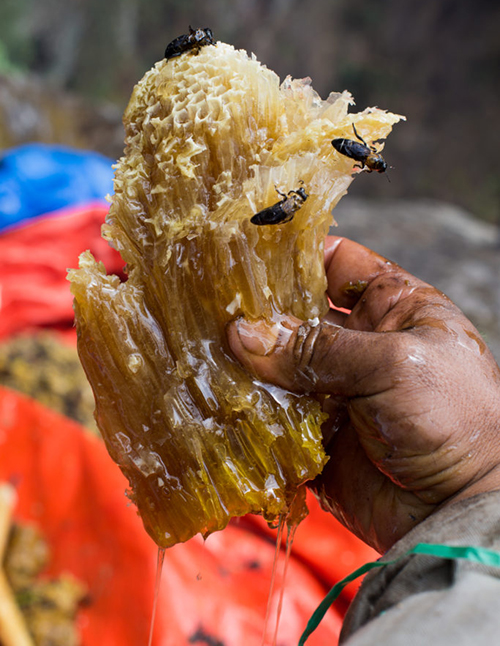 Figure 15. Harvested Apis laboriosa comb with honey squeezed from the comb. Photograph by © David Caprara http://www.davidcaprara.com/the-honey-hunters-of-nepal/, used with permission. 