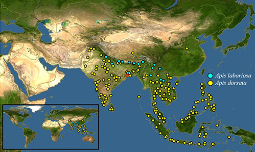 Figure 2. Global distribution of Apis laboriosa in southern Asia which shows some overlap with the related species Apis dorsata. Map designed by The Polistes Corporation created by Discover Life https://tinyurl.com/34z94799.