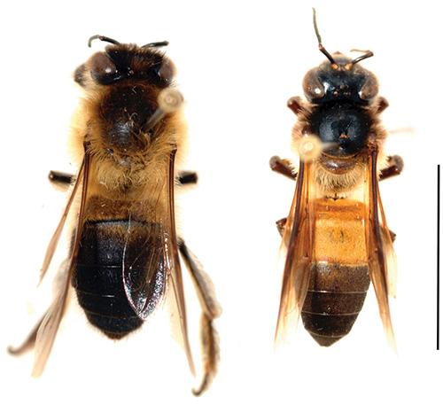 Figure 1. Typical hook-like galls on rice roots infected byFigure 3. Apis laboriosa (left) and Apis dorsata (right) workers for comparison. Scale bar: 0.4 in (1 cm). From "Geographical distribution of the giant honey bee Apis laboriosa Smith (Hymenoptera, Apidae)" by Kitnya et al, 2020. Meloidogyne graminicola. Photograph by Hung Xuan Bui.