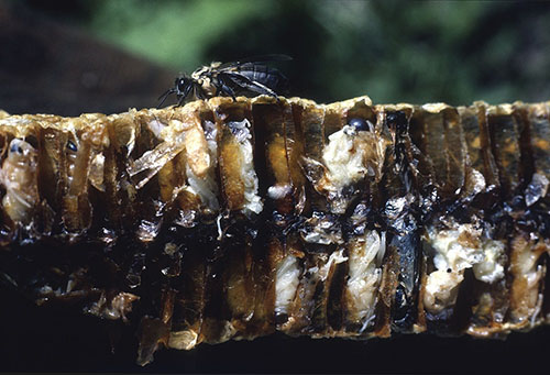 Figure 5. The remains of an Apis laboriosa nest, destroyed during a honey hunt in Nepal. Photograph from “The Honey Hunters” by © Eric Valli http://www.ericvalli.org/honey-hunters-eric-valli-photos/, used with permission.