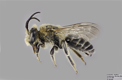 Figure 1. An adult male Melitta americana Smith. Photograph by Lawrence Packard 2014 York University.