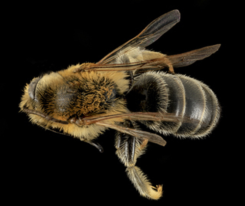 Figure 3. Dorsal view of Melitta americana Smith. Photograph by Brooke Alexander, courtesy of United States Geological Survey, Native Bee Inventory and Monitoring Laboratory. 