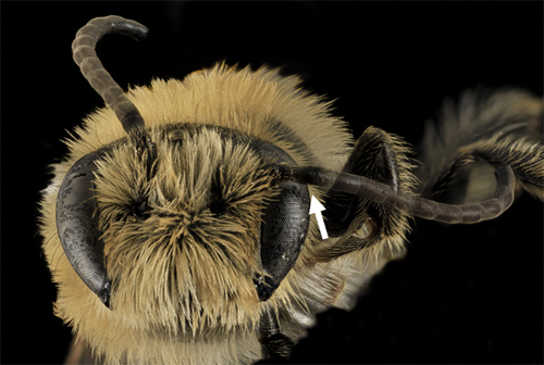 Figure 4. Antennae of Melitta americana Smith, showing a barrel-like basal segment (scape) that forms an elbow shape when met with the pedicel antennal segment. Photograph by Brooke Alexander, courtesy of United States Geological Survey, Native Bee Inventory and Monitoring Laboratory.