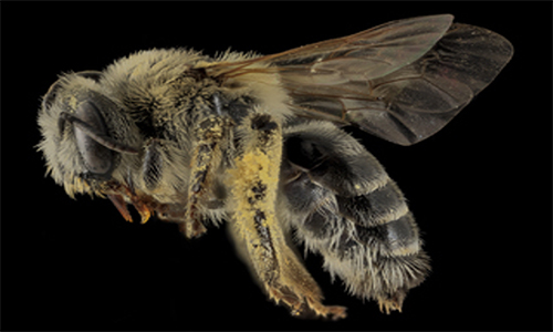 Figure 5. Lateral view of Melitta americana Smith. Photograph by Brooke Alexander, courtesy of United States Geological Survey, Native Bee Inventory and Monitoring Laboratory. 