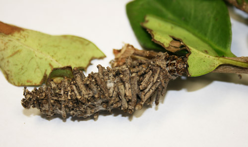 Bagworm larva feeding on Ligustrum