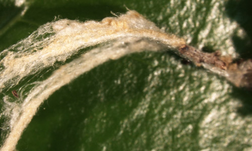 Silk strand produced by a bagworm larva