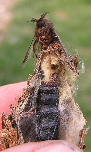 Male (top) and female bagworm
