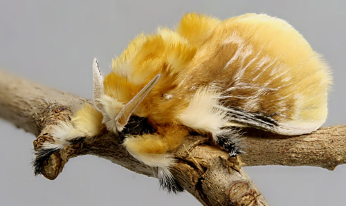 Male southern flannel moth