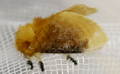 Female southern flannel moth
