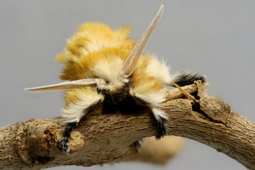 Male southern flannel moth
