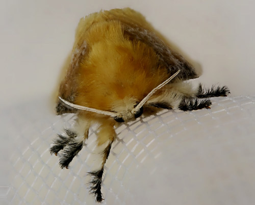 Adult female southern flannel moth