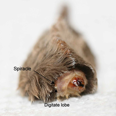 Puss caterpillar, Megalopyge opercularis (anterior view showing head, prothorax, prothoracic spiracle and pre-spiracular appendage). 