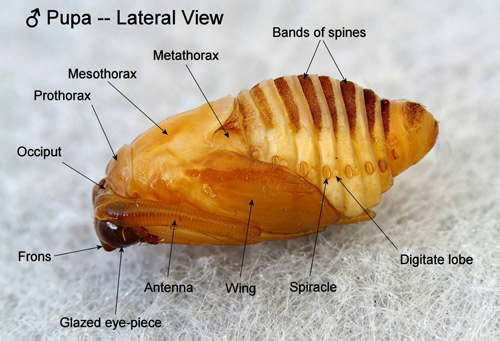 Southern flannel moth pupa, Megalopyge opercularis, (male, lateral view showing abdominal post-spiracular appendages). 