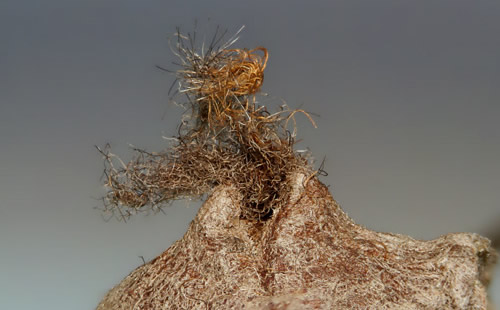 Southern flannel moth cocoon hair pocket, Megalopyge opercularis (J.E. Smith)